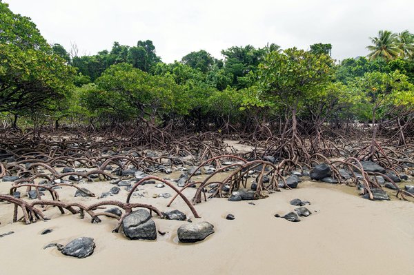 Quelle est l'efficacité des initiatives de plantation de mangroves pour la protection des côtes contre l'érosion ?
