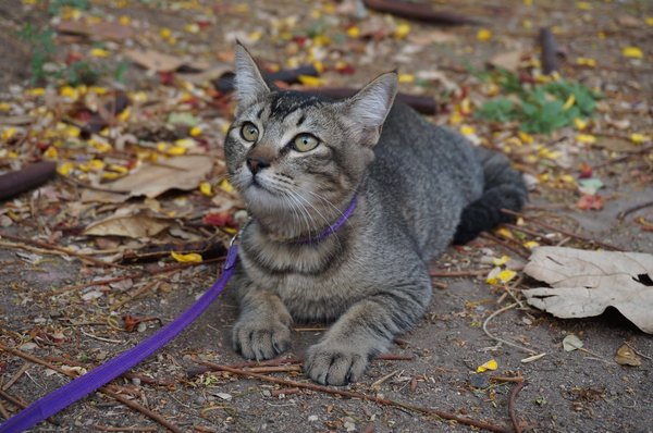 Quelle litière pour mon chat ?