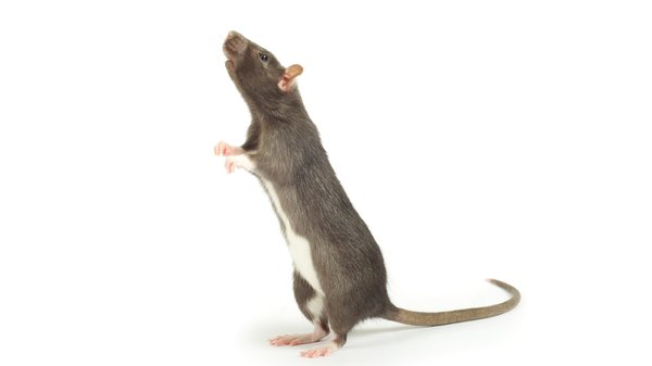 Travaux de dératisation : quand faire appel à des professionnels ?